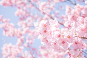 Cherry blossom and blue sky