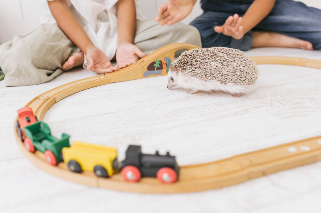 hedgehog and toy train