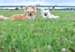2 dogs in a field