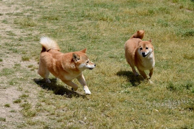 2 shiba dogs are running