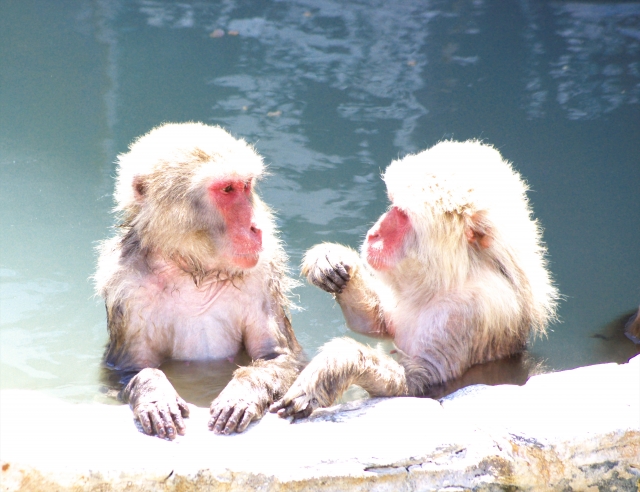Japanese Monkeys having fun in hot spring