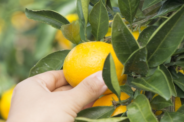 MIkan gari -Picking oranges-