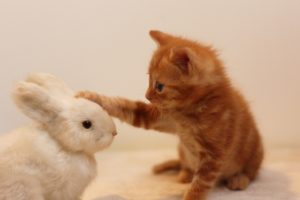 仔ウサギを撫でる仔猫の写真