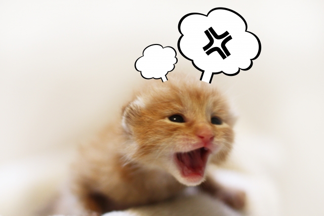 カンカンに怒っているようにイラストが記入された仔猫の写真