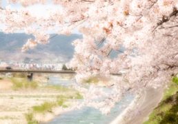 桜吹雪と春のイメージ写真