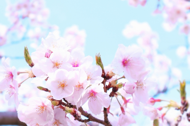 桜咲く　合格のイメージ