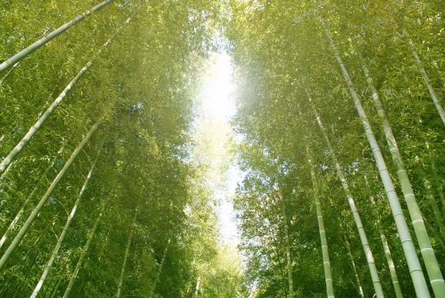 竹ののびる様のイメージ写真